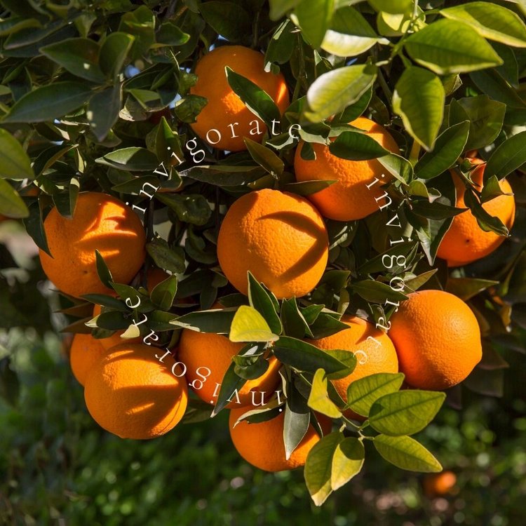 Invigorate | Basil, Neroli & Mandarin Candle