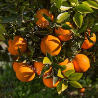 Invigorate | Basil, Neroli & Mandarin Candle